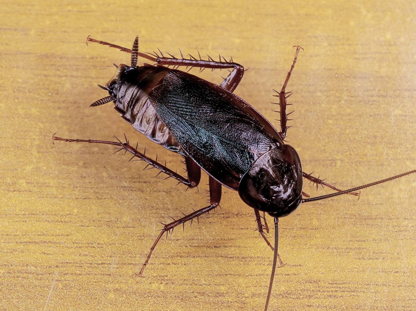 Blattidae - Blatta orientalis (maschio)